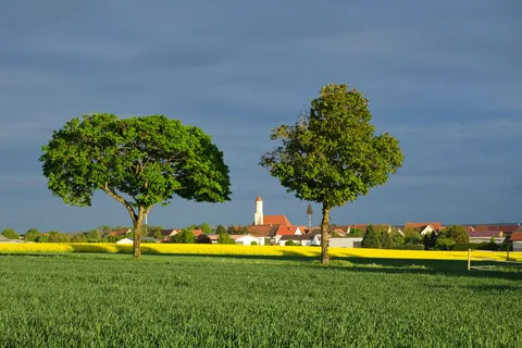 Feld mit zwei Bäumen, dahinter ein Dorf mit Kirchturm und blühendem Raps